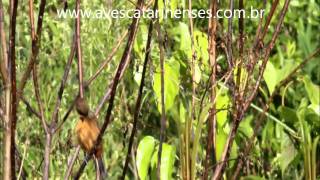 Curió Sporophila angolensis Chestnutbellied SeedFinch  MVI 8496 [upl. by Maddalena419]