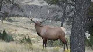 Bull Elk Bugle [upl. by Noxas]