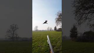 This Gray Crow was chasing an Owl so I intervened with my Shotgun [upl. by Livy]