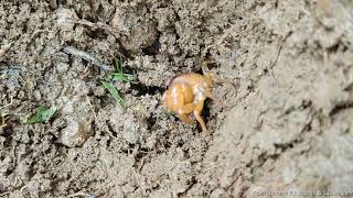 Vela bandhavya a new species of freshwater crab from the Western Ghats of India [upl. by Ydospahr570]