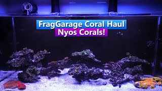 Nyos Reef Tank update  Frag Garage Coral Haul [upl. by Chev]