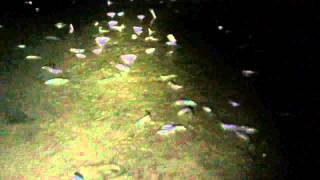 Grunion Spawning [upl. by Aitrop311]