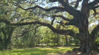 250 year old Live Oak Tree  Dade Battlefield State Park  Bushnell FL [upl. by Chiquia]