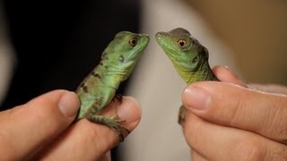 4 Cool Facts about Basilisks  Pet Reptiles [upl. by Sul]