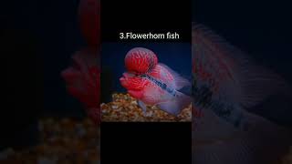 Top 10 most aggressive freshwater aquarium fish aggressive fish aquarium shortvideo shorts [upl. by Samled]