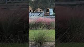 Tricolored Heron Perched Above Muhly Grass at Solary Park Oviedo Florida [upl. by Freud]