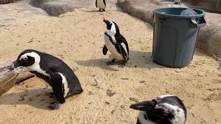 Home Safari ZooFari Edition – African Penguin – Cincinnati Zoo [upl. by Brier479]