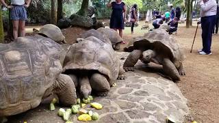 Feeding And Walking Around Giant Aldabra Tortoises Whilst Mating  La Vanille Nature Park Mauritius [upl. by Dahij]