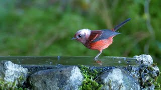 Pinkheaded Warbler bathing [upl. by Emad]