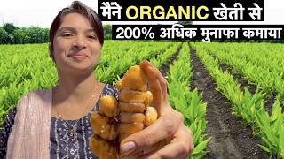 Organic Haldi farming business model in India  Turmeric Powder Profitable Agriculture [upl. by Darooge483]