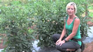 Pruning and Staking Tomatoes  Perfect Techniques [upl. by Amalee]