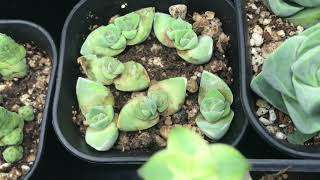 Crassula Collection Update April 2019 [upl. by Kayla158]