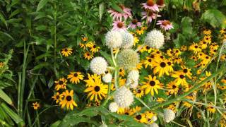 Rattlesnake Master  Eryngium yuccifolium as companion plant at Ion Exchange [upl. by Nielsen]