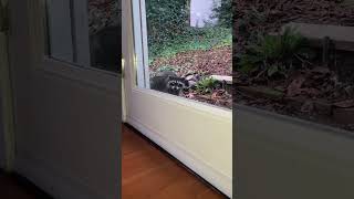 My inside pet and outside pets RIP Fred🌈cat raccoon [upl. by Naed]