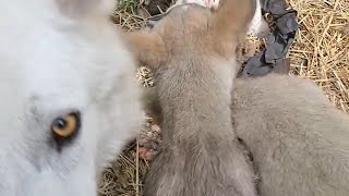 My Wolf pet Regurgitating his food to feed his pups [upl. by Rfinnej]