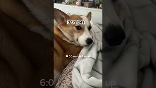 Corgi vlog corgifun funnyanimal dog pets corgi funnypet puppy corgiplanet funny vlog pets [upl. by Nosidam]