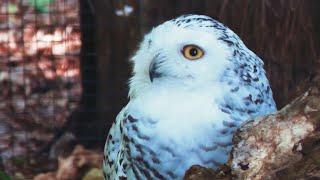 Snowy Owl x Verreauxs Eagle Owl  4K [upl. by Nolyak]