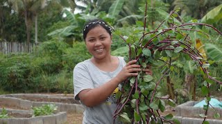 Yehey May Bunga na ang Aking Rambutan Gulay Galing Saking Garden Raised Bed [upl. by Larrisa]