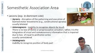 Parietal Lobe Functional Areas [upl. by Namara]