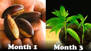 How To Grow Canistel Egg Fruit From Seeds [upl. by Eerehs487]