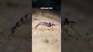 Purple Zebra Shrimp 🦐 What Algae Do These Freshwater Shrimp Eat [upl. by Erdda]