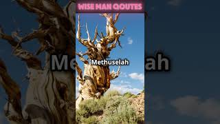 Meet Methuselah The 4800YearOld Tree tree forest wildlife trending viralvideo shorts usa [upl. by Annavahs]