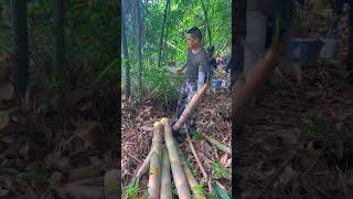 Bamboo Farm with cutting long Bamboo Shoot Amazing Farm [upl. by Boatwright]