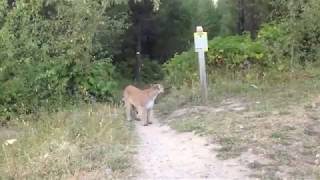 Cougar Encounter Fernie BC Canada [upl. by Natye]