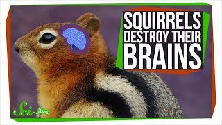 Why These Squirrels Destroy Their Brains Every Winter [upl. by Publea916]