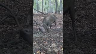 Jelenia ruja deer rut wildlife nature animals deer wild [upl. by Aniat]