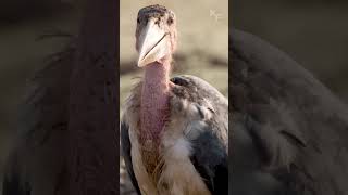 Marabou Storks Guardians of the African Skyline [upl. by Aehsel]