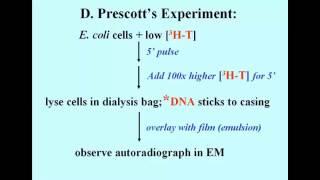 Prescott Experiment [upl. by Taylor]