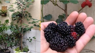 How to Grow Mulberry in Containers The Easy Way Complete Growing Guide 2 [upl. by Madigan]