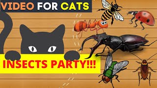 CAT GAMES on Screen  Insect Show  Bugs Flies Ants Cockroach and Bee Comes for Cats to Watch [upl. by Blus]