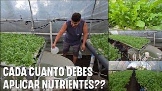 Cada cuanto agregar solución nutritiva a tu cultivo hidroponico todos los díasuna vez por semana [upl. by Allie924]