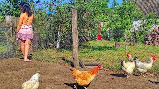 The farmers wife walks the chickens The rooster has many chickens to entertain [upl. by Weylin]