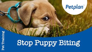 How to Stop Puppy Biting  Puppy amp Kitten Training Tips  Petplan [upl. by Storz]