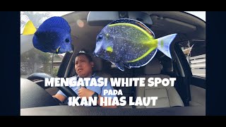 CARA MENGATASI PENYAKIT WHITE SPOT PADA IKAN HIAS AIR LAUT [upl. by Asilim]