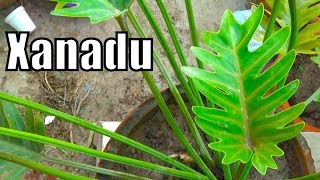 How to Care Philodendron Xanadu  Indoor Plant  Poisonous Plant UrduHindi [upl. by Diba]