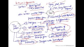 Microbial carcinogenesis oncogenic RNA viruses  HTLV 1 [upl. by Sivraj]