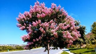 Pink Crape Myrtle Lagerstroemia indica Carlsbad California [upl. by Gehman392]