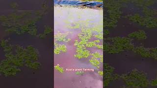 Azolla plant farming ☘️🌱 organic organicfarming azollafarming minisovlog youtube [upl. by Eniawd]