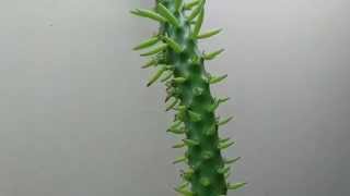 Austrocylindropuntia subulata [upl. by Tdnerb]