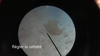 Microbiologie L2 SNV 🦠🔬  TP étude microscopique et macroscopique [upl. by Kym]