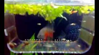 Platy fries 3 weeks old [upl. by Llatsyrc]