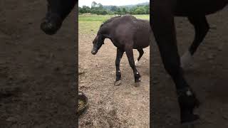 Case Study  Now Treated Horse Seizure  Equine Epilepsy  Neurological Episodes  Convulsions  UK [upl. by Isador]