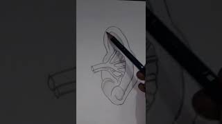 Spleen Diagramshorts nursing trendingvideo medico medicaleducation [upl. by Garwin]