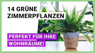 14 Grüne Zimmerpflanzen für Ihre Wohnräume [upl. by Klina]