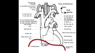 APPAREIL CARDIOVASCULAIRE 1 [upl. by Ardnaet]