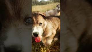 HUSKY l PAW PETALS PARADISE husky cutepuppy petshop dogsales palakkadkerala [upl. by Enidlareg]